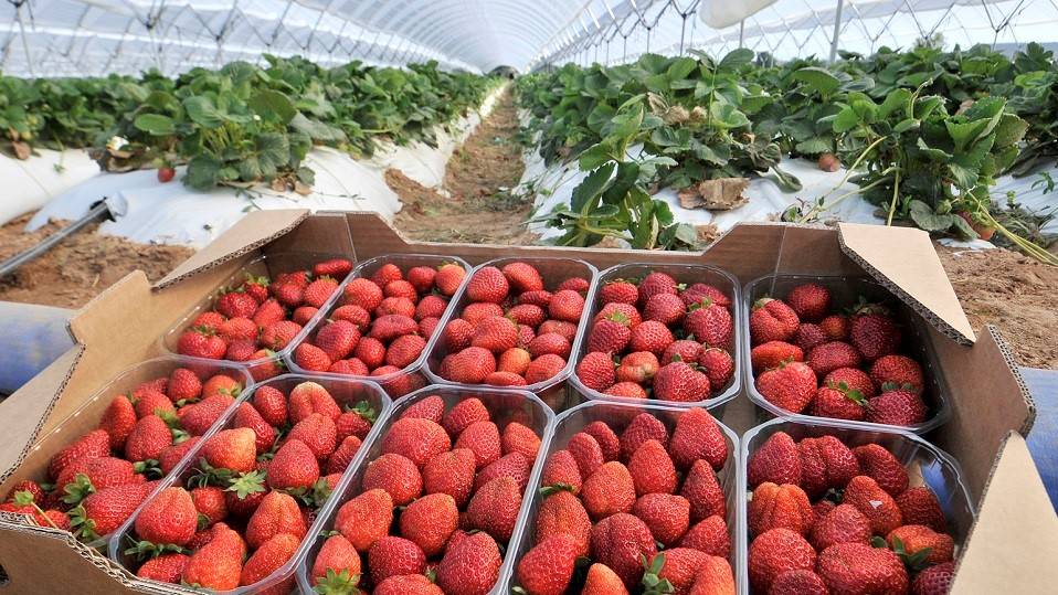 freshuelva fresa frutos rojos